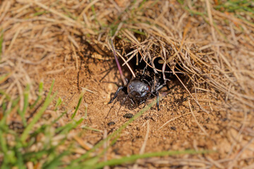 Black field cricket emerging from its burrow in the ground, surrounded by dry grass and dirt
