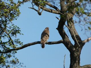 Common buzzard (Buteo buteo) perched on a tree branch against clear blue sky