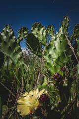 Close-up of a cactus with yellow flowers under a clear blue sky