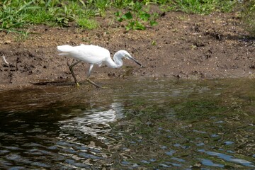 Egret egretta garzetta standing on the edge of the river with reflection