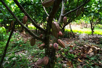 Ripe cacao pods growing on tree trunk in tropical plantation