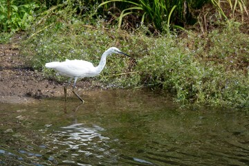 Egret egretta garzetta standing on the edge of the river with reflection