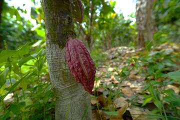 Ripe cacao pods growing on tree trunk in tropical plantation