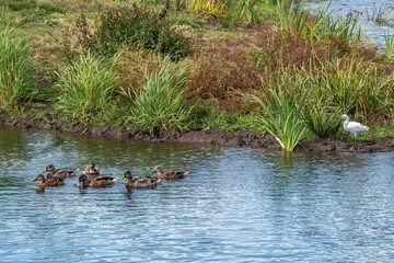 little egret egretta garzetta watching mallard ducks in a river