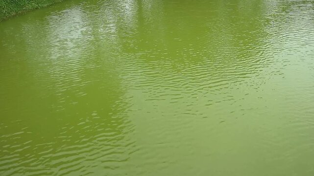 A calm, greenish body of water shows slight ripples on the surface, with reflections of the trees and sky. The scene is peaceful and stil