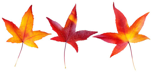 Autumn Maple Leaves isolated on white