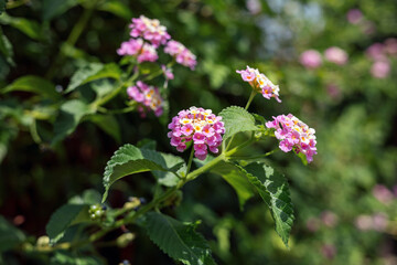 Pink and yellow Common Lantana Camera Evita Rose, also known as shrub verbena, in flower