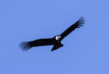 Vultur gryphus