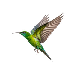 Obraz premium green winged bee eater