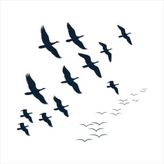 flock of birds