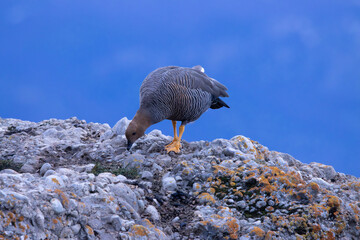 grey heron on the rock