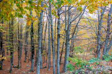 Bosco di Forca d'Acero in autunno
