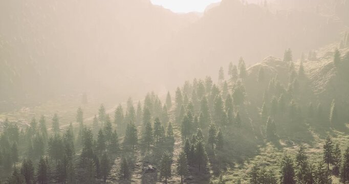 Gentle mist envelops a tranquil forest as morning light filters through the trees. The scene captures serenity, showcasing rich greenery and the majesty of distant mountains.