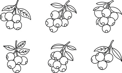 Hand drawn blueberry branches with leaves in sketch style