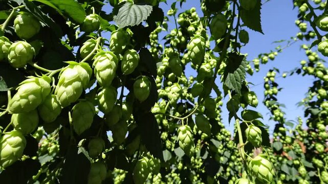 Tightly framed of mature verdant hop cones