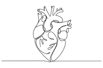 Continuous one line drawing of human heart with blood vessels anatomical heart outline vector illustration
