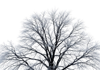 Obraz premium A large mature birch tree with skeletal dark branches and glittering ice crystals, viewed from a low angle against a transparent background with copy space, concept of winter dormancy and stark beauty