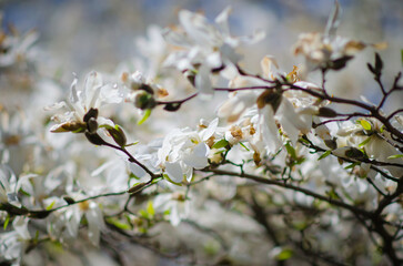 Magnolia tree in full bloom with graceful white flowers and tender buds. The dark branches highlight the purity of the blossoms, while the soft focus background adds a dreamy spring