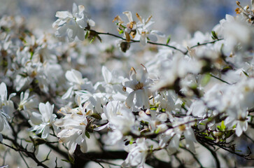 Obraz premium Magnolia tree in full bloom with graceful white flowers and tender buds. The dark branches highlight the purity of the blossoms, while the soft focus background adds a dreamy spring 
