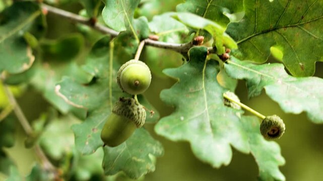 Oak tree branch with green ripening acorns close up