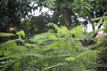 green iguana on a tree