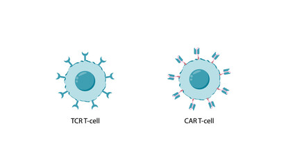 T cell receptor (TCR) or Chimeric antigen receptor (CAR) T-cell therapy. Cancer therapy. T cell receptor proteins that have been engineered to kill cancer cells. vector illustration.