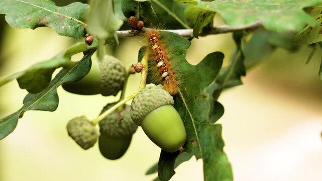 Oak tree branch with green ripening acorns and caterpillar on leaf close-up