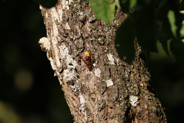 Frelon européen (Vespa crabro)
Vespa crabro on an unidentified flower or plant
