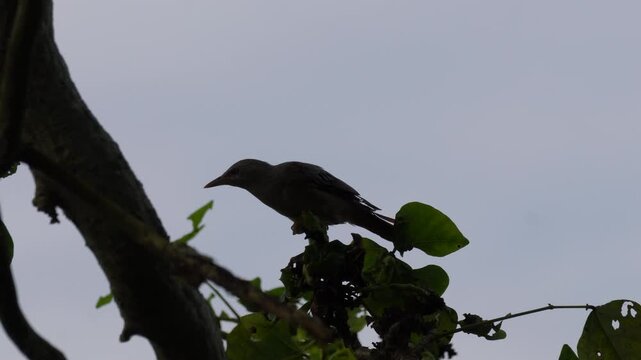 A Chestnut-headed Oropendola is perching on a tree against the sky background