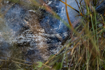 Detalhe de cinzas ainda com fumaça de incêndio em bosque. Queimadas. Problema ambiental.