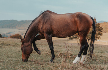 Fototapeta premium horses in a meadow in autumn