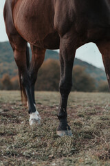 horses in a meadow in autumn