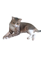 cat on white background