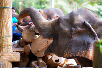 Close-up of Asian elephants using its trunk to move and interact.
