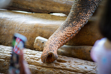 Close up of an elephant trunk in Pinnawala Elephant Orphanage Sri Lanka.