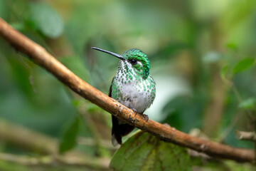 hummingbird, Purple-bibbed whitetip, female of Urosticte benjamini in Ecuador