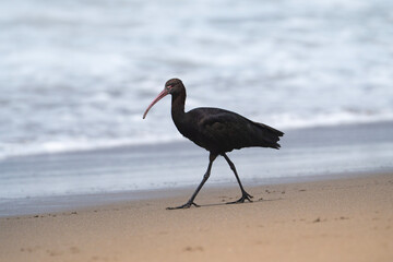 Puna ibis, Plegadis ridgwayi in Peru, full view of a bird