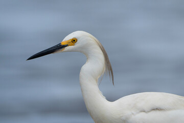 Snowy egret, portrait of Egretta thula