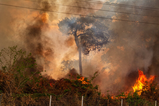 Cena de um inc&ecirc;ndio em um bosque no meio da cidade. Muito fogo e fuma&ccedil;a.