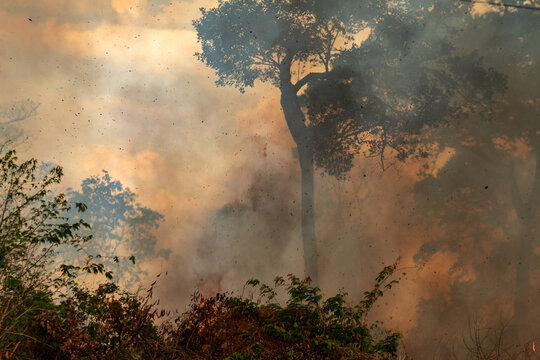 Imagem de muita fuma&ccedil;a densa no meio do bosque. Inc&ecirc;ndio no bosque. Problema ambiental.