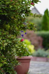 Green Bush with Pink Flower Buds in a Garden