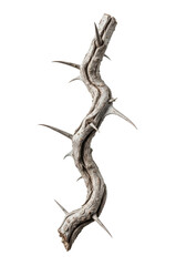 A gnarled, barren hawthorn branch, pale grey-brown with deeply furrowed bark and sharp thorns, isolated on a transparent background in a macro studio shot, concept of enduring resilience