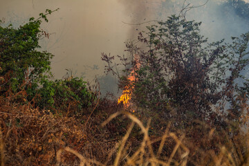 Detalhes de um bosque cheio de fumaça ainda com alguns pequenos focos de incêndio,