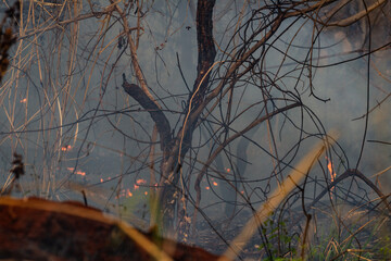 Detalhes de um bosque cheio de fuma&ccedil;a ainda com alguns pequenos focos de inc&ecirc;ndio,