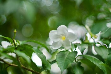 One Milky Way Tree (Tabernaemontana litoralis a.k.a. Stemmadenia litoralis) flower with wonderful smell in Colombia.