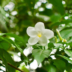 Obraz premium One Milky Way Tree (Tabernaemontana litoralis a.k.a. Stemmadenia litoralis) flower with wonderful smell in Colombia.