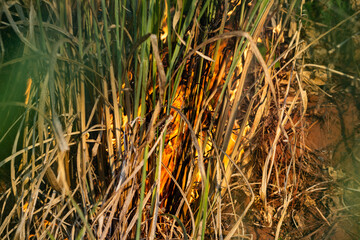 Fogo queimando capim seco. Queimada. Problema ambiental.
