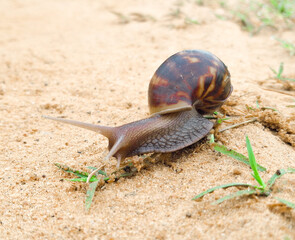 A land snail is a slow-moving mollusk with a coiled shell, thriving in moist habitats, symbolizing patience and persistence