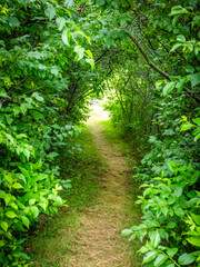 Obraz premium Path though the trees or the light at the end of the tunnel