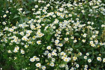 Field of Daisies A Serene Meadow of White and Yellow Flowers